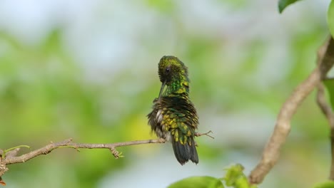 blue tailed emerald hummingbird rear view puffing and preening on branch