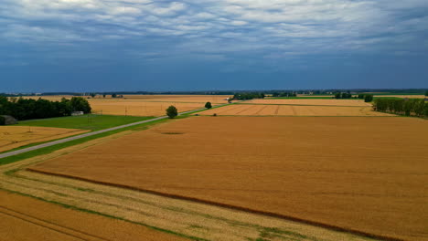 rural scene of a vast agricultural land with golden fields