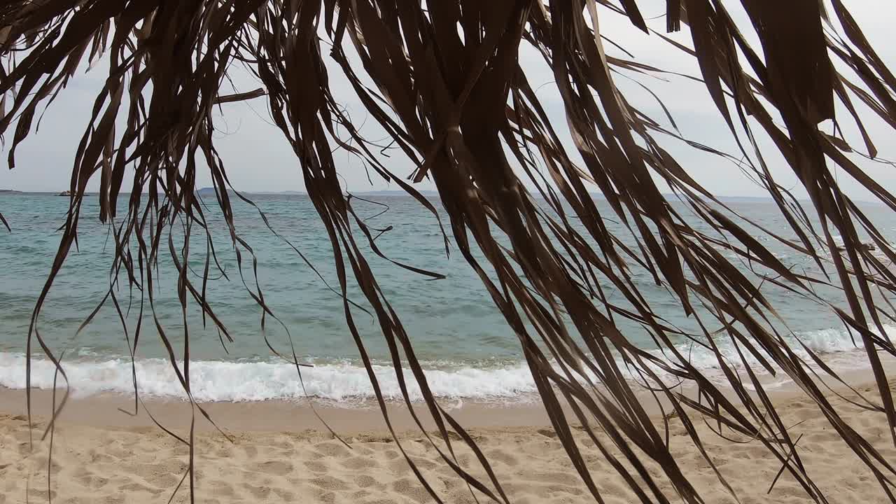 Reed grass waving with beach on background in Sithonia, Greece, handheld