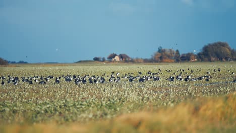 a flock of wild geese on the meadow on a windy day during the autumn migration