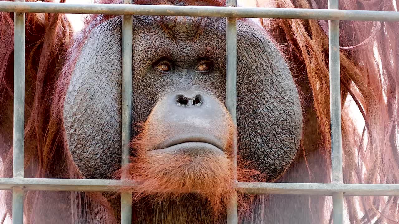 orangután en una jaula