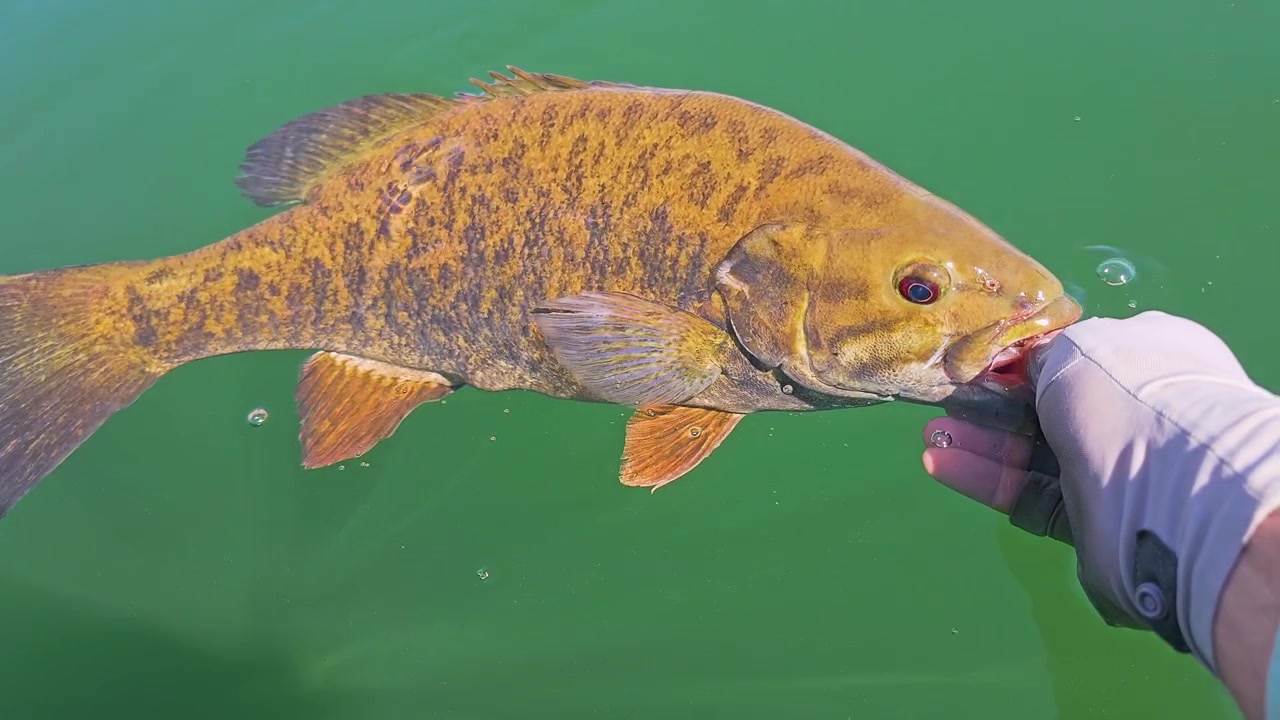 Primo piano di un persico trota in superficie durante il rilascio, con le dita del pescatore, bocca aperta, acqua verde limpida e azione di pesca in acqua dolce orientata alla conservazione