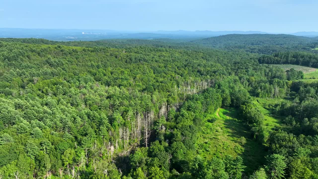 Rolling forest landscape seen from above, late summer light across canopy