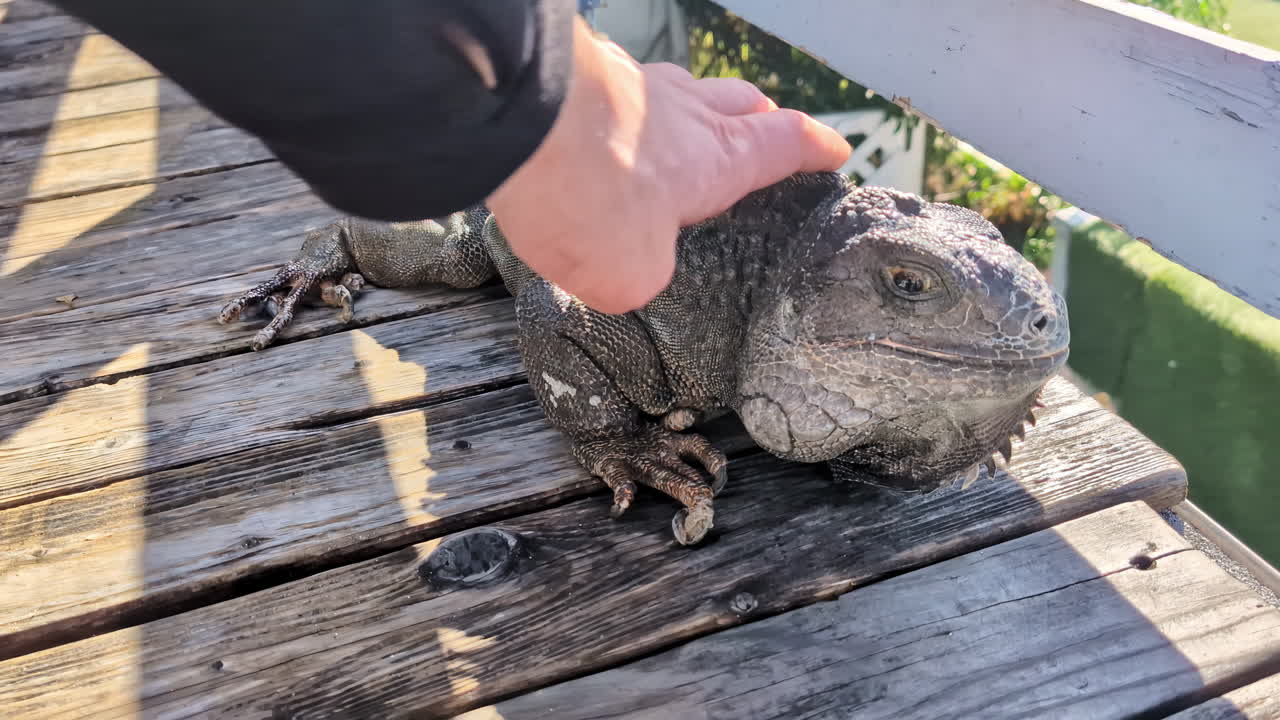 Hand Stroking a Wild Iguana Happily Sitting on a Wooden Platform in the Sun