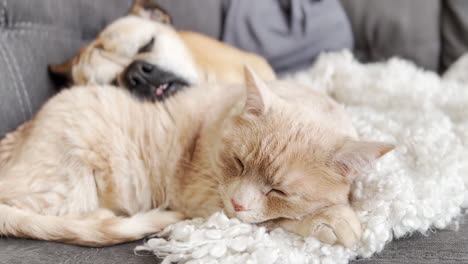 snoring bulldog sleeping on a cat