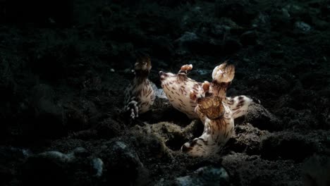 nudibranchs displaying animal behaviour of mating in groups on the ocean floor