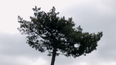 Canopy-of-a-tall-oval-shaped-pine-tree,-in-the-background-the-gray-sky-contrasting-with-the-dark-green-of-the-tree,-very-beautiful