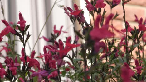 pan alrededor de abejorro descansando sobre una flor rosa brillante en el jardín frente a la casa de ladrillo en un día soleado con el viento soplando