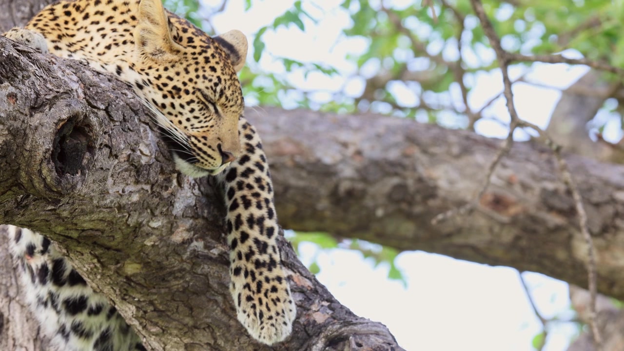 Kruger Milli Parkı'nda ağaç dalında dinlenen uykulu bir leoparın yakın çekim görüntüsü.