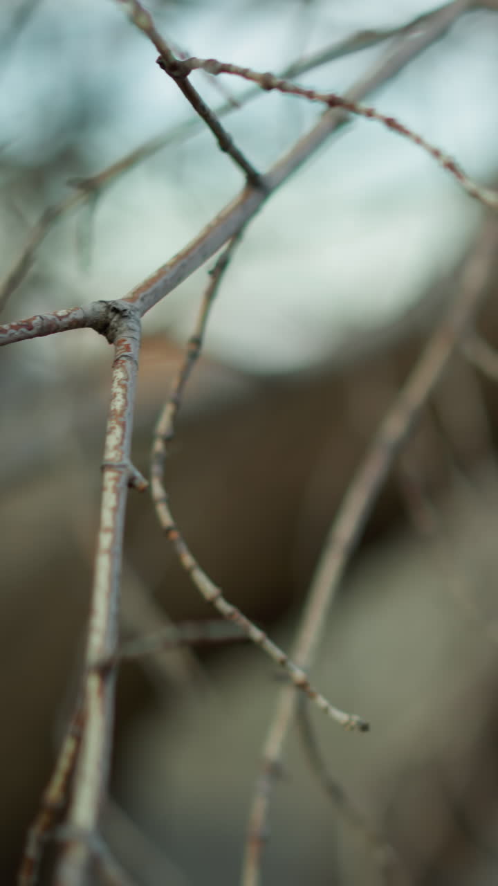 Close-up of intertwined bare tree branches with a blurred background, capturing the detailed textures and natural patterns of the branches