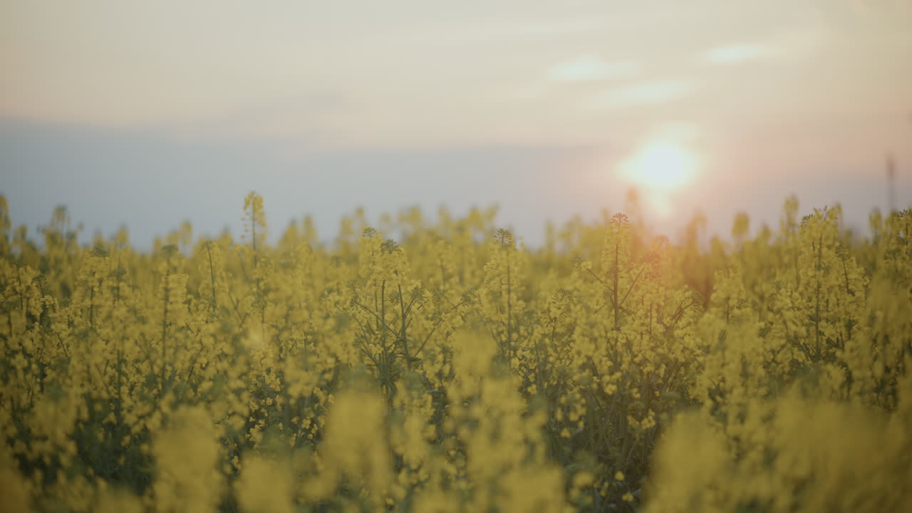 Close-up of Blooming Yellow Rapeseed at Sunset
