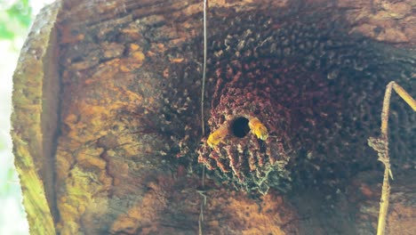 abeja nativa de la colmena de brasil - casa de la colmena de abejas sin aguijón