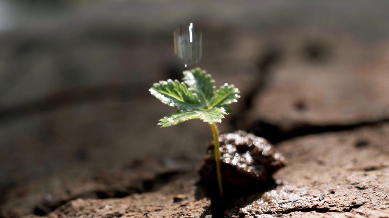 En enkelt vanddråbe på et friskt planteblad, der vokser op af tør, revnet jord, som symboliserer hydrering og overlevelse. Nærbillede.