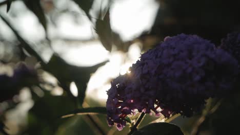 Mariposa-En-Flor-Iluminada-Por-El-Sol-Vespertino,-Retroiluminación,-Primer-Plano,-Cámara-Lenta