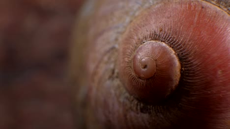 snails macro shot