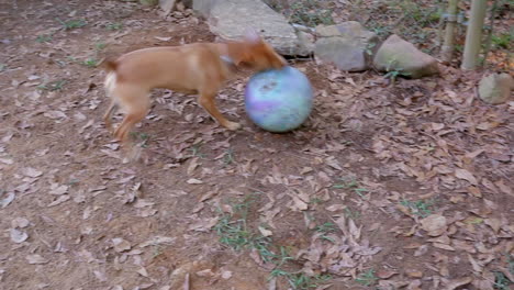 Pequeño-Y-Lindo-Perro-Marrón-Juega-Hilarantemente-Ataca-Una-Gran-Pelota-De-Goma