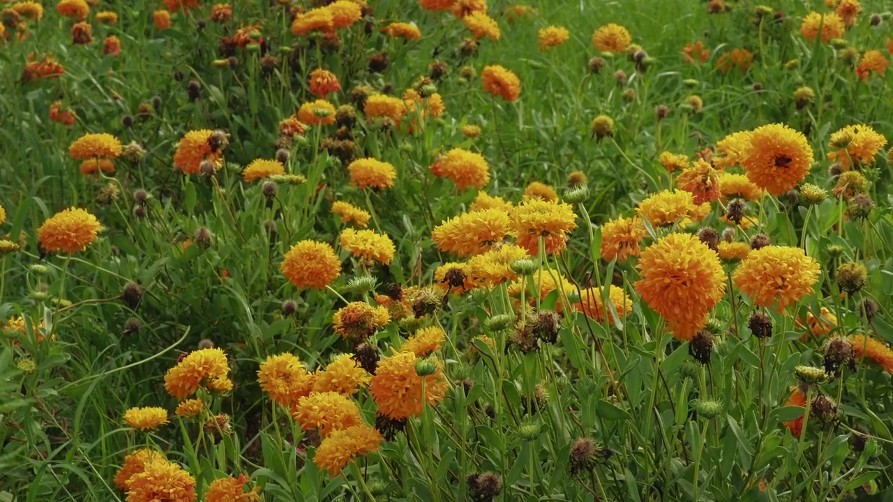Ampia vista statica che cattura un giardino rigoglioso pieno di vivaci fiori doppi di Gaillardia, creando un ricco arazzo di fioriture ornamentali colorate.