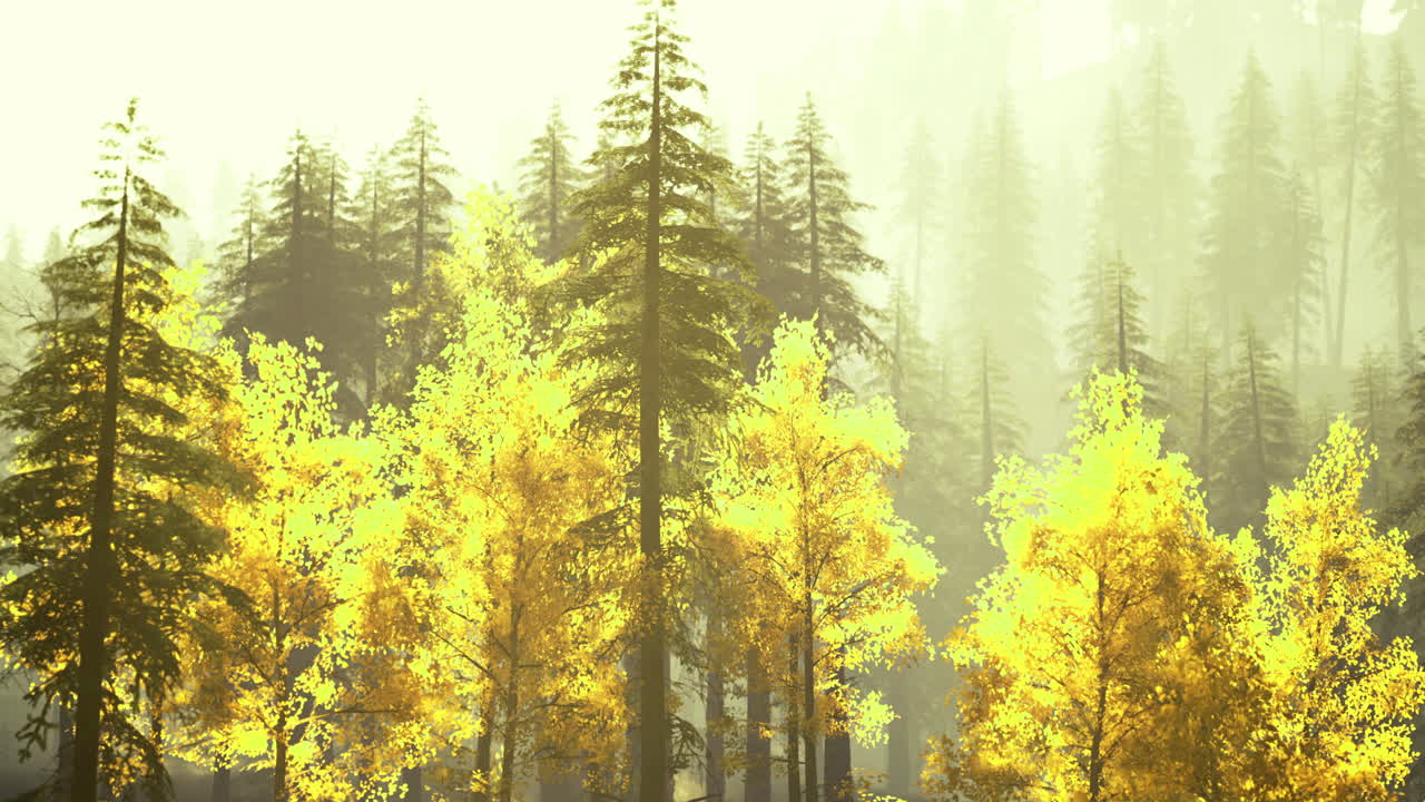 Golden autumn trees illuminate a misty forest landscape in the morning