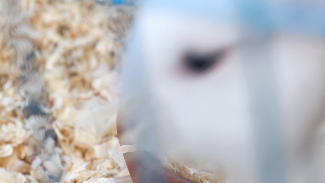 나무 어리를 먹는  토끼