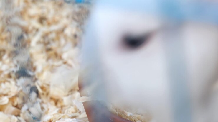 Weißes Kaninchen frisst Holzspäne