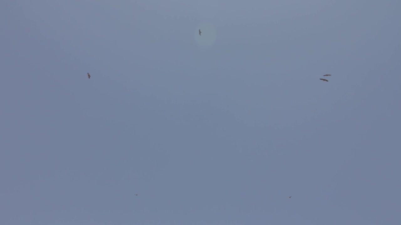 Burung Bangkai Griffon Terbang Tinggi di Langit, Burgos, Castilla y León, Spanyol