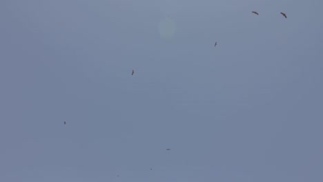 buitres leonados volando alto en el cielo, burgos, castilla y león, españa