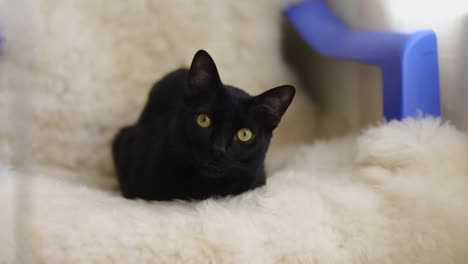 Little-curious-black-cat-looking-at-the-camera-from-the-couch