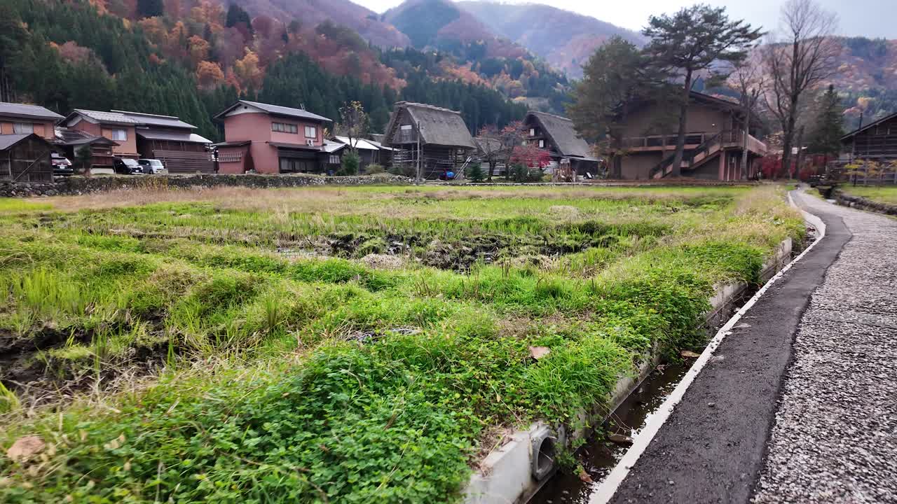 Grass field and gassho style farmhouses in Shirakawa go, a UNESCO World Heritage Site, showing vibrant autumn foliage