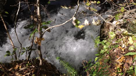 Wasser-Strömt-Im-Gebirgsbach-Durch-Pflanzen-Am-Flussufer,-4k,-60fps