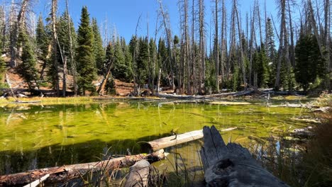 Logs-Floating-In-The-Lake-with-Clear-Water-With-Pine-Tree-Forest-In-Summer