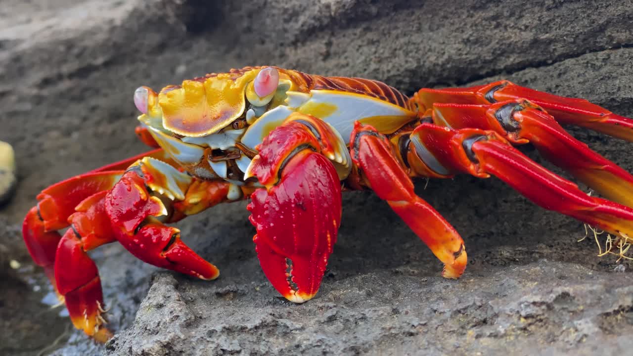 갈라파고스에서 샐리 라이트풋 크랩의 클로즈업