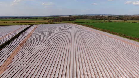 sobrevuelo aéreo inverso de la agricultura intensiva de polytunnel de frutas blandas en la inglaterra rural