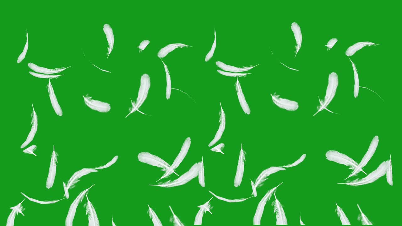 caídas de plumas gráficos de movimiento con fondo de pantalla verde