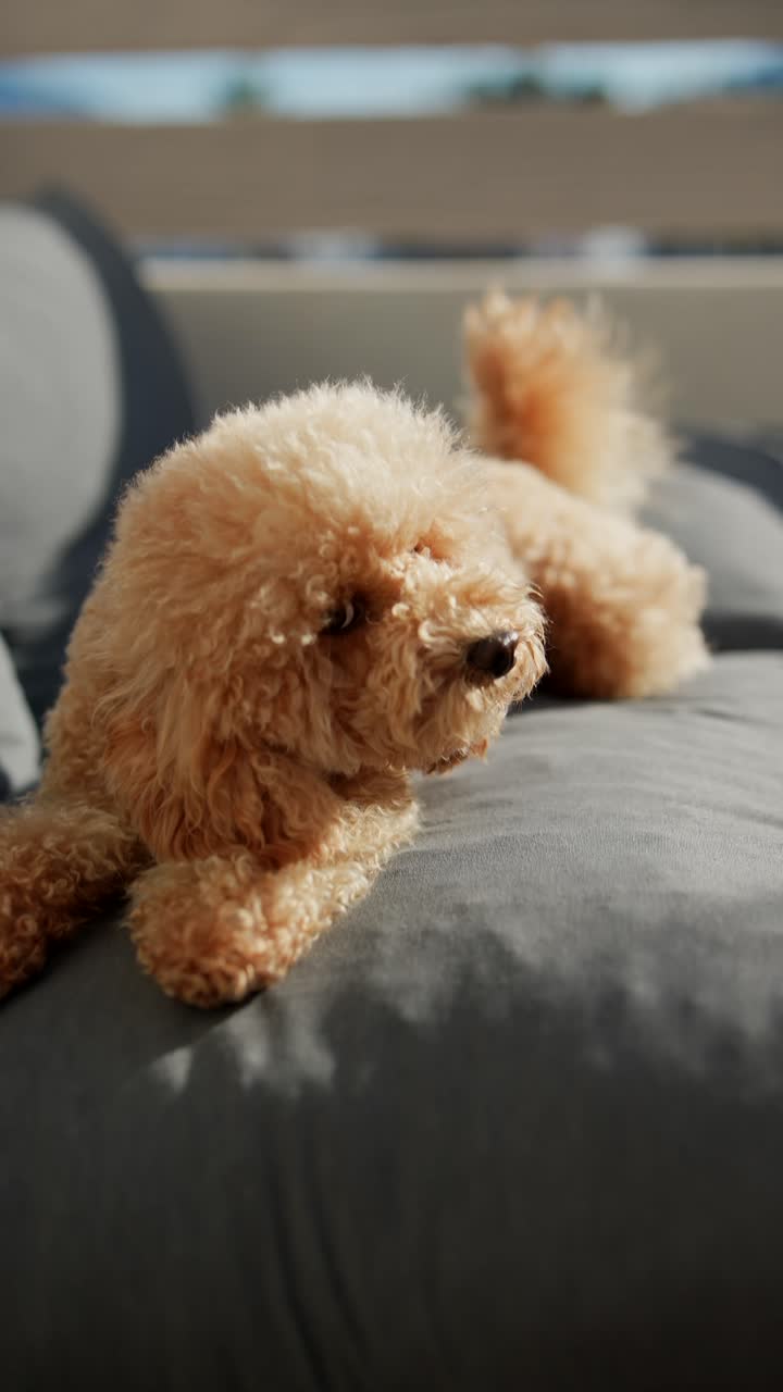 caniche relajándose en un sofá y siendo acariciado