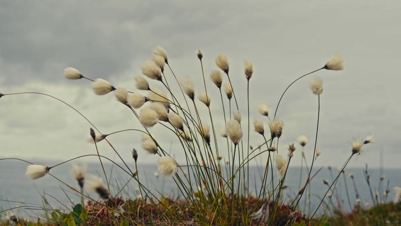 Cottongrass Seed Heads With Wispy White Bristles Sway Against Overcast Sky. Close-up Shot