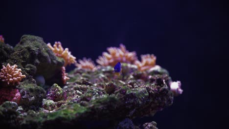 damselfish is searching for food among corals in the saltwater aquarium