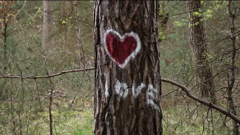 beautiful pine tree with a heart and love sprayed on the tree trunk inside the forest