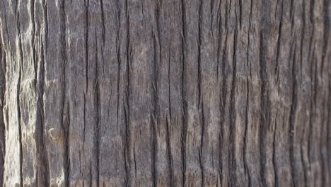closeup of tree bark texture