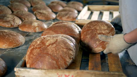 large round loaves of ray bread collected into a wooden tray.