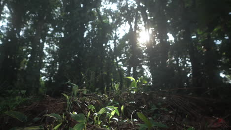 Low-level-sliding-video-on-the-ground-inside-a-rainforest,-with-sun-in-the-back-of-the-trees