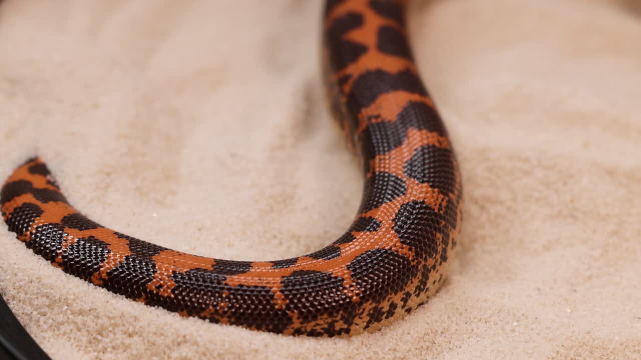 A Kenyan Sand Boa glides smoothly across sandy terrain, showcasing its distinctive patterned scales under soft lighting