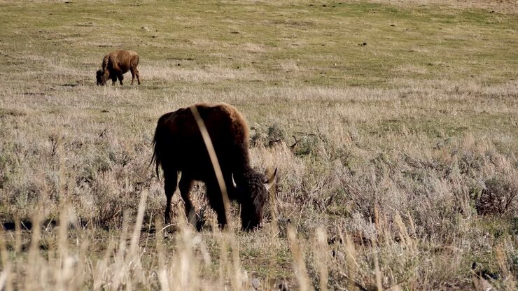 Mandria di bisonti al pascolo nella Valle di Lamar.