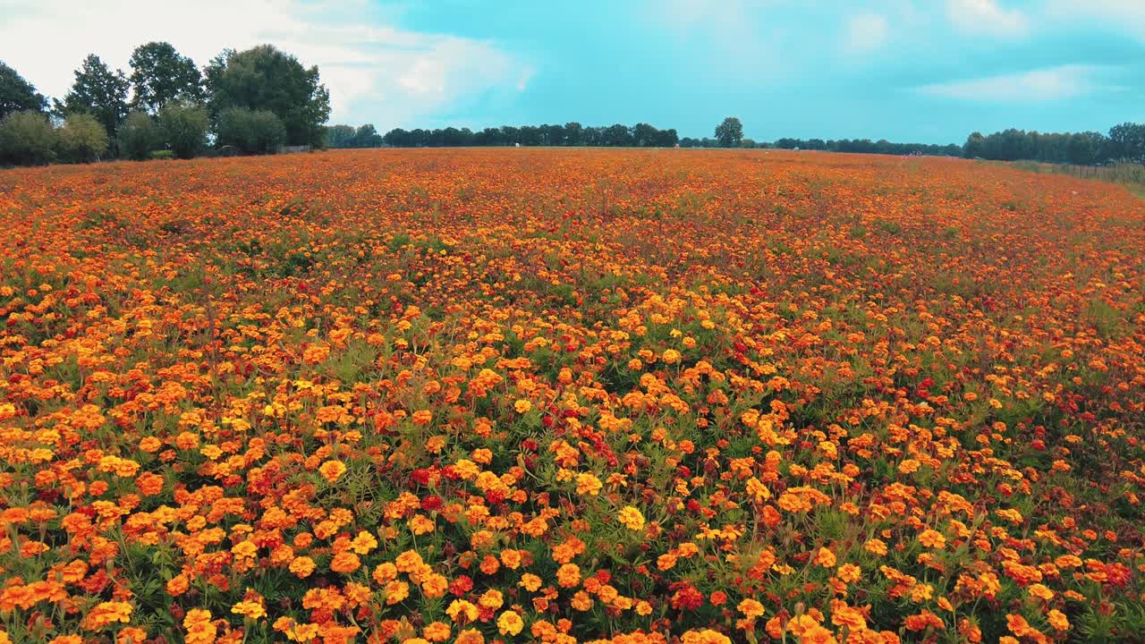 Guindaste abaixando lentamente em berçário de flores de calêndula laranja no verão holandês