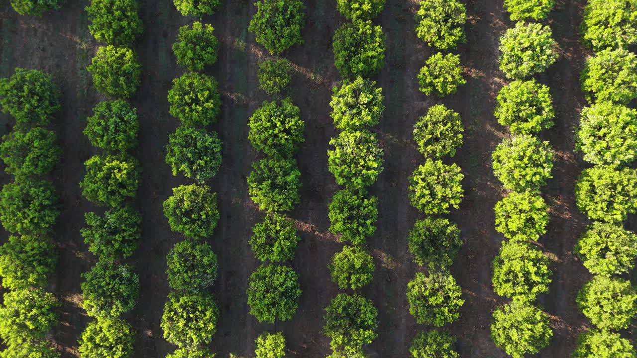 Aerial View of a Lush Orange Orchard