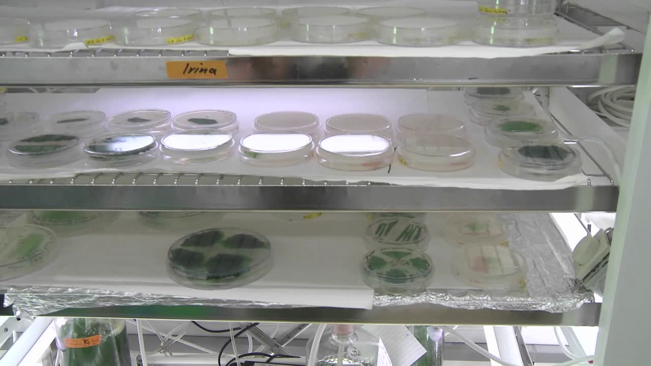 페트리 접시 규모 2에서 바이오 연료 돌리 이동