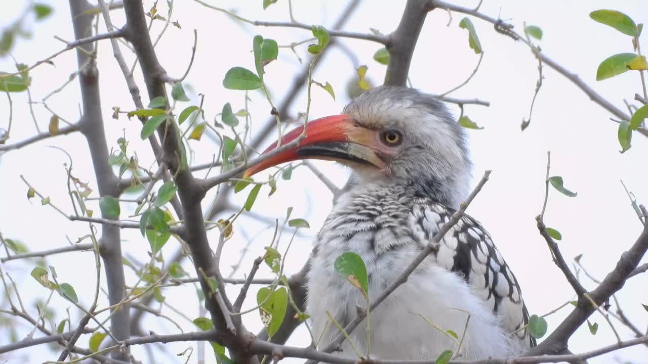 Close-up of a Southern Red-billed Hornbill on a branch in the wild in Kruger National Park