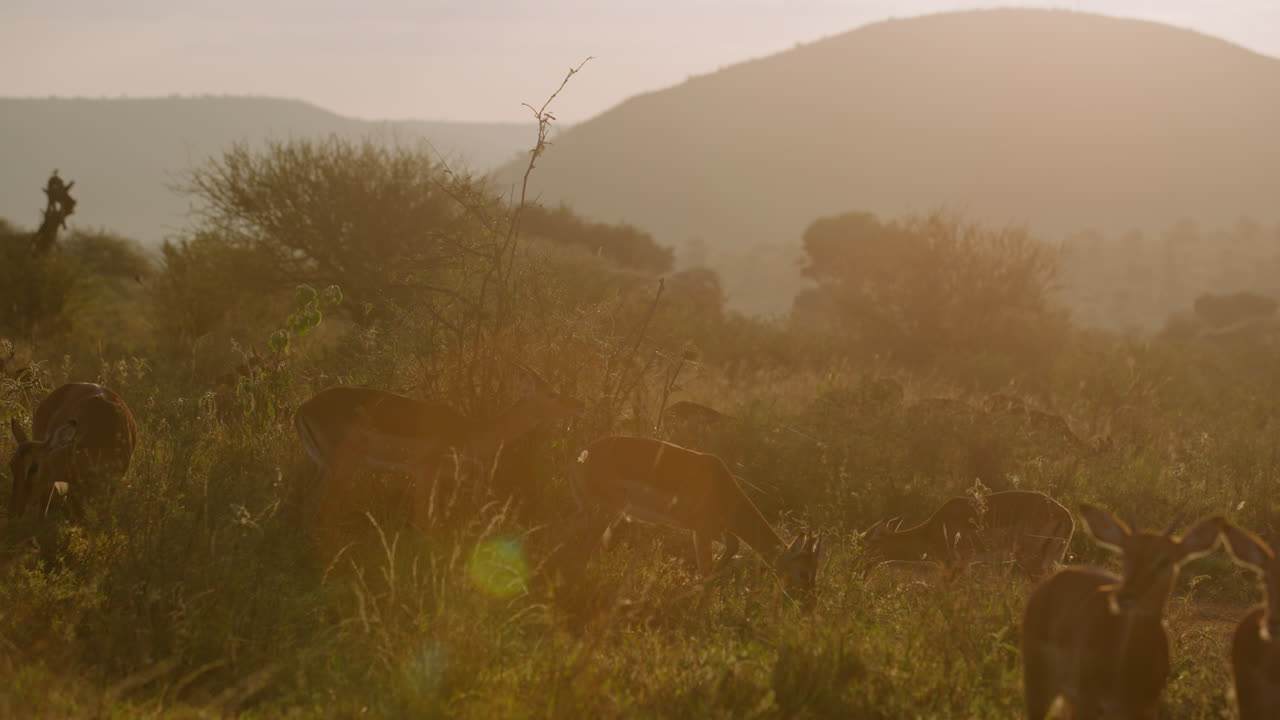 Eine Herde Impalas grast auf einem Hügel im goldenen Sonnenaufgang.