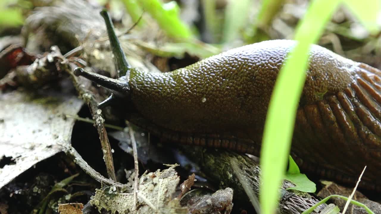 Close-up of a Slug on the Forest Floor