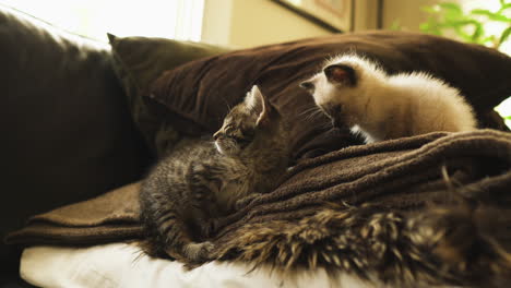 tabby and siamese kittens resting on a couch, medium shot