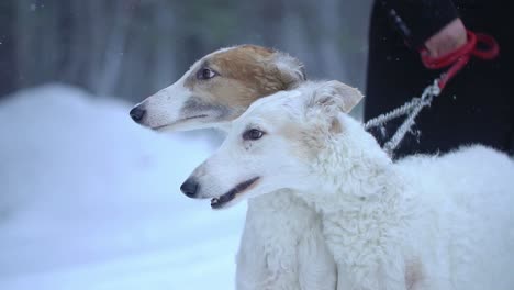 two borzoi dogs in the snow
